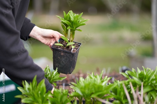 hands holding a plant