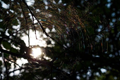 A round rainbow web on the branches of a tree illuminated by the sun and playing with many colors © PhotoChur