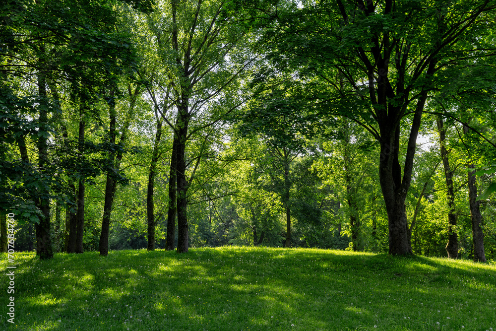 Fototapeta premium deciduous trees with green foliage in spring, green foliage