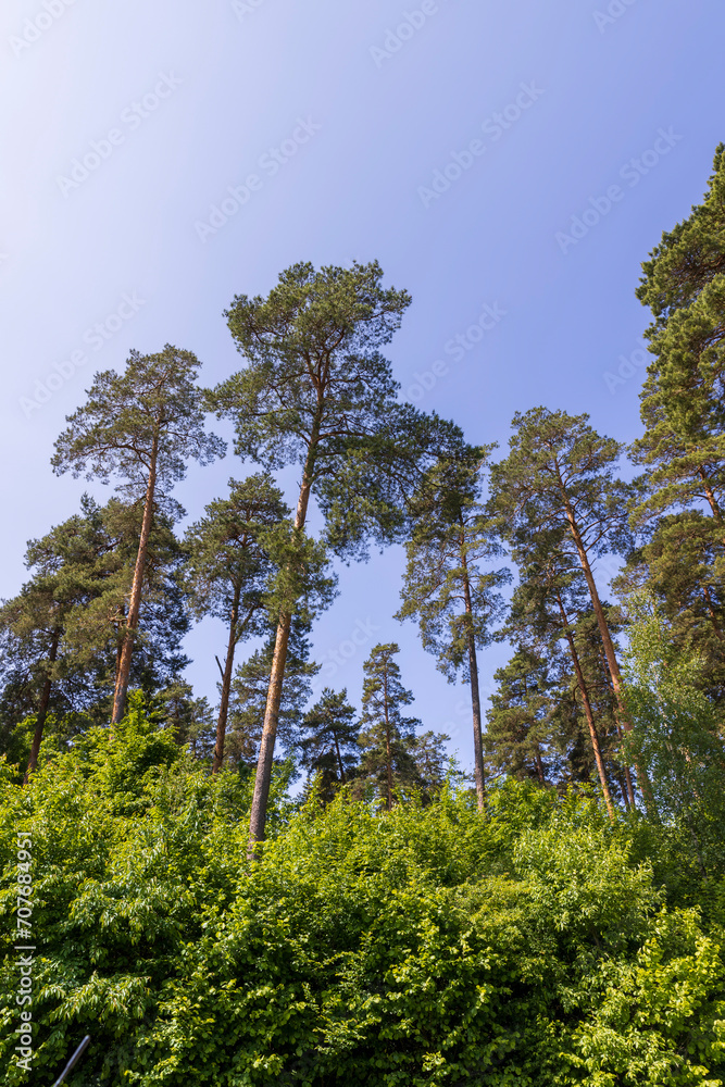 tall pine trees in the forest in the summer