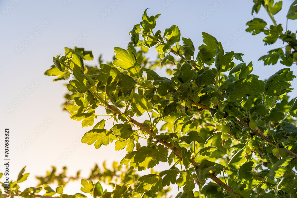 green foliage and unripe gooseberry fruits green foliage and unripe gooseberry fruits