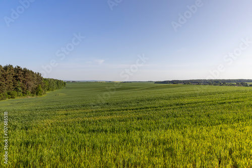 a large number of green wheat sprouts in the spring season