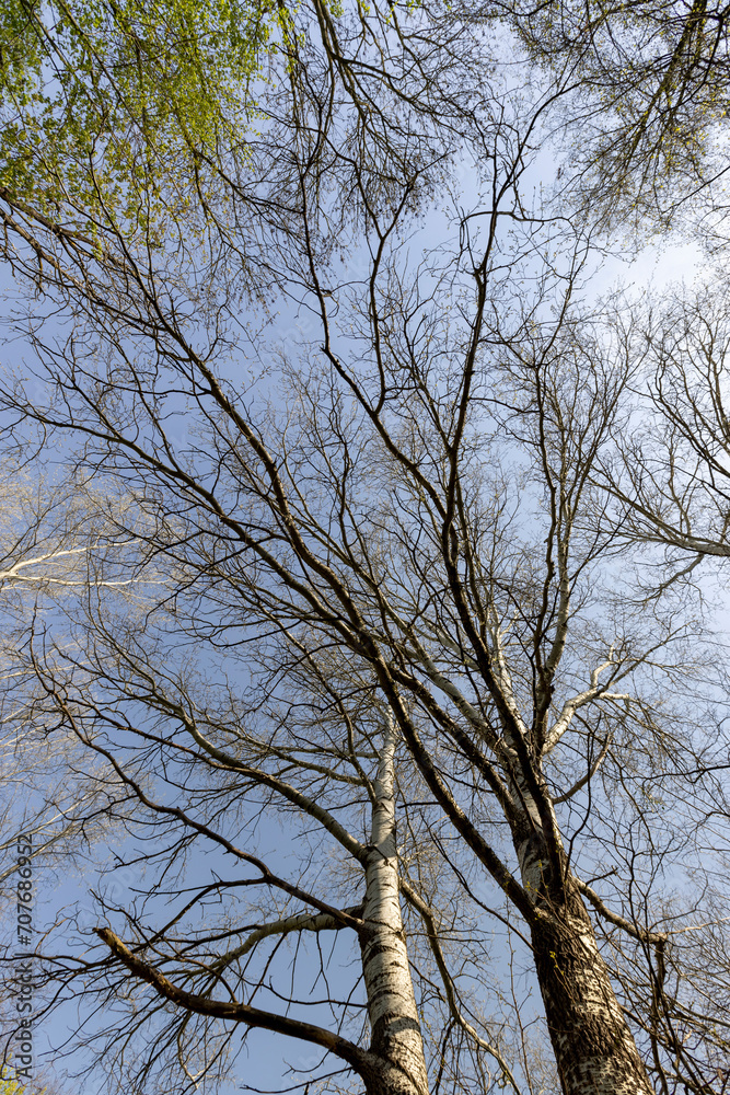 spring park with birch trees with the first green foliage spring park with birch trees with the first green foliage