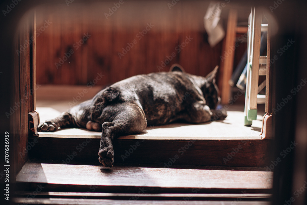 Φωτογραφία A male dog of the French bulldog breed of tiger color lies on the balcony and ba