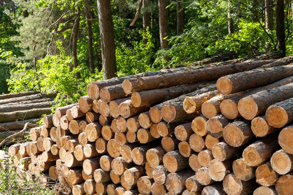 sawn and stacked pine logs in the forest during logging sawn and stacked pine logs in the forest during logging