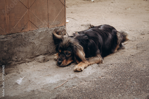 A fluffy mongrel dog with big ears lies on the ground and looks at a feather