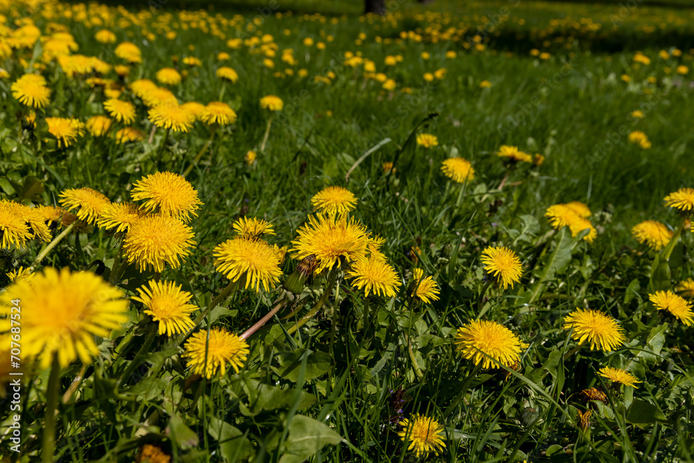 spring dandelion flowers during flowering