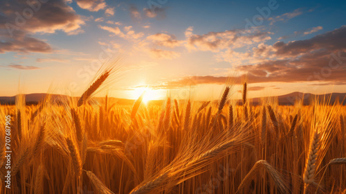 Golden Wild wheat on the field at sunset sunrise