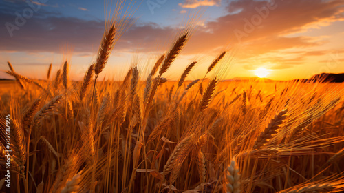 Golden Wild wheat on the field at sunset sunrise