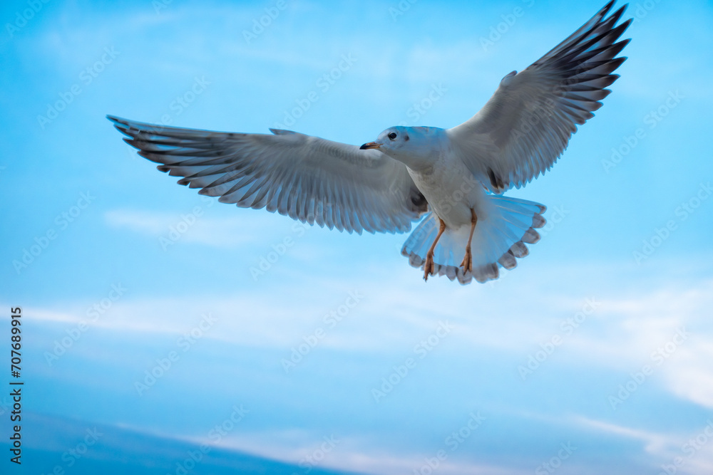 Obraz premium majestic seagull in full flight, wings outstretched, against a soft blue sky, evoking a sense of freedom and grace