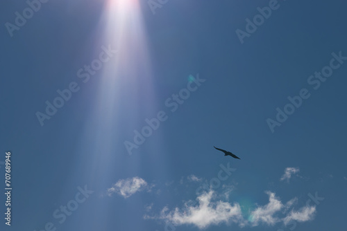 griffon vulture, bird, animal, scavenger, sky, light, nature, fa © Piotr