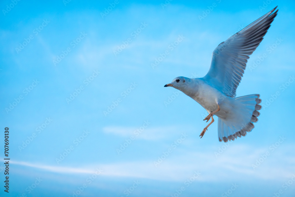 Fototapeta premium majestic seagull in full flight, wings outstretched, against a soft blue sky, evoking a sense of freedom and grace