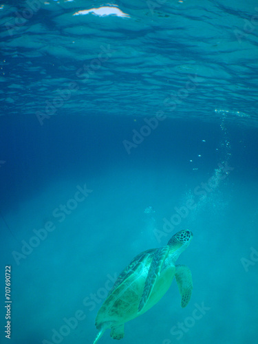 a green turtle swimming in the crystal clear waters of the Caribbean Sea