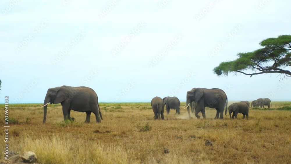 Herd of African elephants feed on grass Samburu National Reserve Herd of African elephants feed on grass Samburu National Reserve