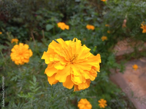 Marigold is a very useful and easily grown flowering plant.  It is mainly an ornamental crop.It is grown for loose flowers, garlands and landscaping. Yellow marigold flower on plant photo