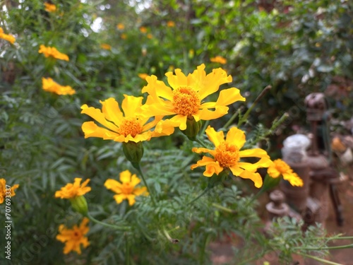 Marigold is a very useful and easily grown flowering plant.  It is mainly an ornamental crop.It is grown for loose flowers  garlands and landscaping. Yellow marigold flower on plant