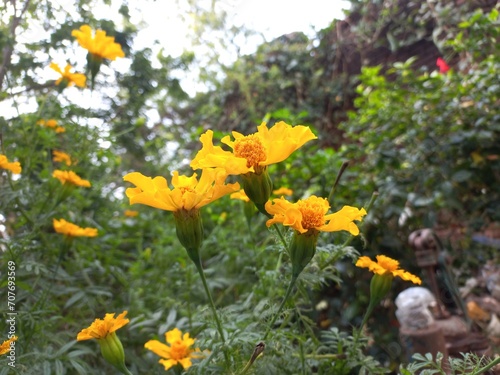 Marigold is a very useful and easily grown flowering plant. It is mainly an ornamental crop.It is grown for loose flowers, garlands and landscaping. Yellow marigold flower on plant