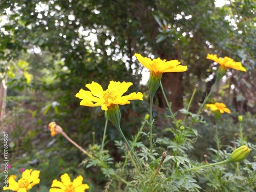 Marigold is a very useful and easily grown flowering plant.  It is mainly an ornamental crop.It is grown for loose flowers, garlands and landscaping. Yellow marigold flower on plant