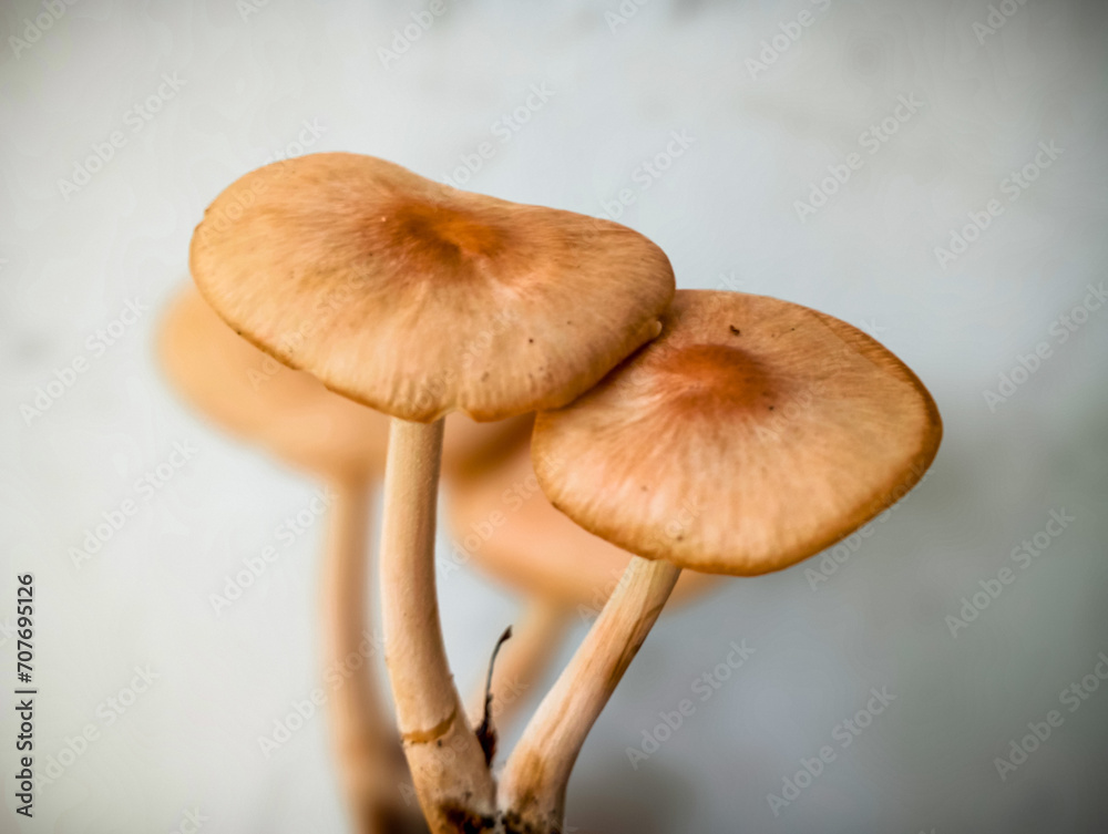 mushrooms in the forest. Macrolepiota procera parasol mushroom isolated on white background, brown mushroom with big agaric gills cap and high stripe. Edible parasol mushroom with ring around stipe, 