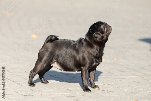 Black pug on a walk in the park