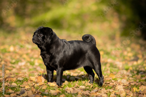 Black pug on a walk in the park
