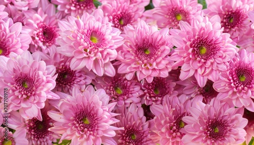 Chrysanthemum background  suitable for background