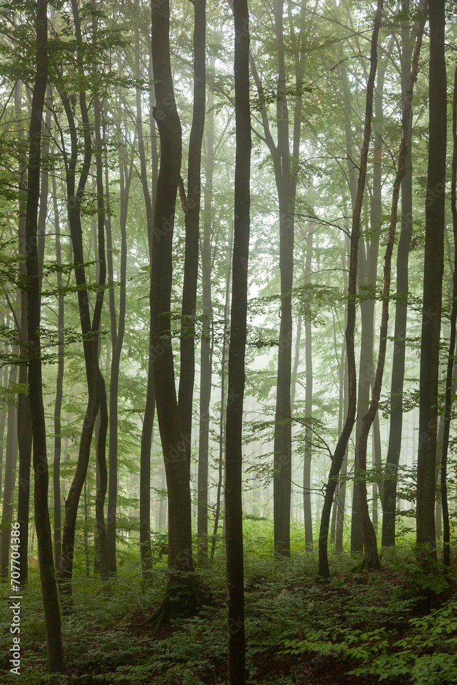 Beautiful foggy morning forest vertical shot landscape. Beautiful foggy morning forest vertical shot landscape.