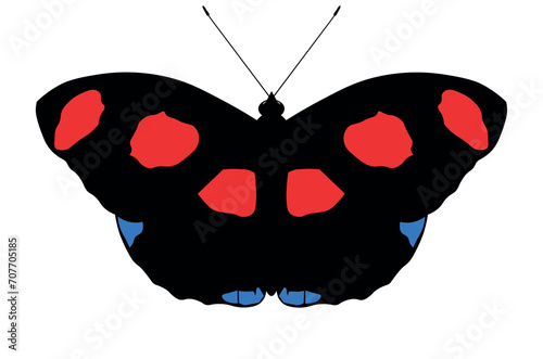 butterfly isolated on white background. Catonephele numilia, the blue-frosted banner, blue-frosted Catone, Grecian shoemaker or stoplight Catone, is a butterfly of the family Nymphalidae 