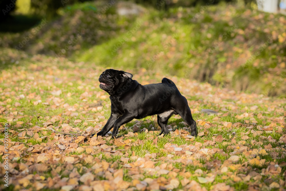 Black pug on a walk in the park