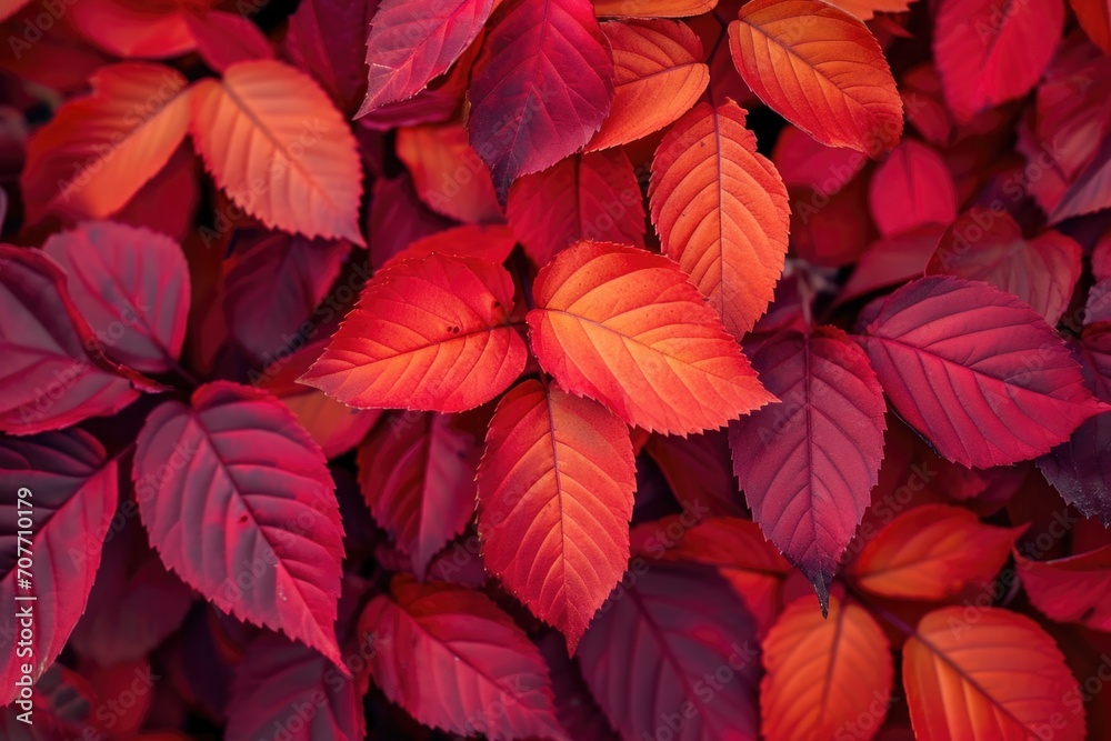 Autumn leaves Autumn leaves