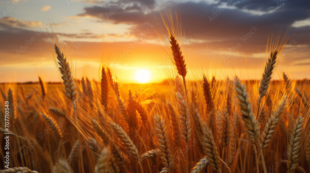 Sunset or sunrise on a rye field with golden ears and a dramatic cloudy sky. Sunset or sunrise on a rye field with golden ears and a dramatic cloudy sky.