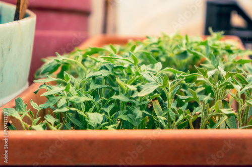 tomato seedlings in a pot, growing garden