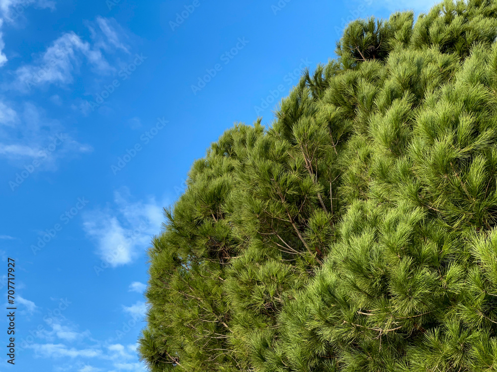 Lush crown of old cedar on a blue sky background. Free space Lush crown of old cedar on a blue sky background. Free space