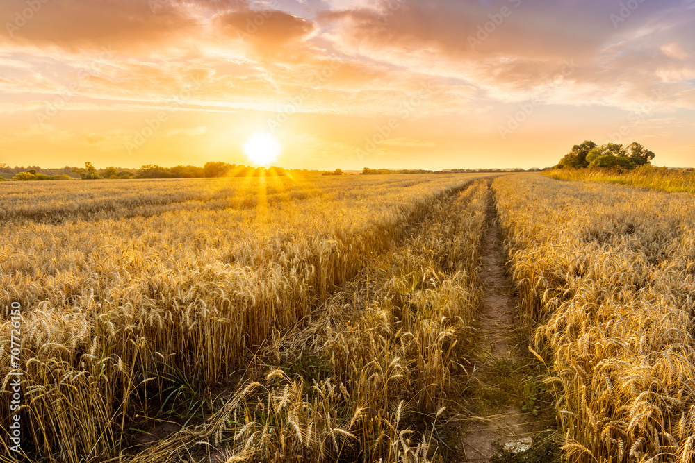 scenic evening in golden wheat field with rustic road, amazing cloudy sunset. rural agriculture landscape of nature view