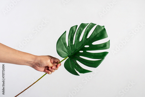 Human hand holding Tropical Monstera palm leaf isolated on white background