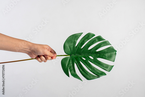 Human hand holding Tropical Monstera palm leaf isolated on white background
