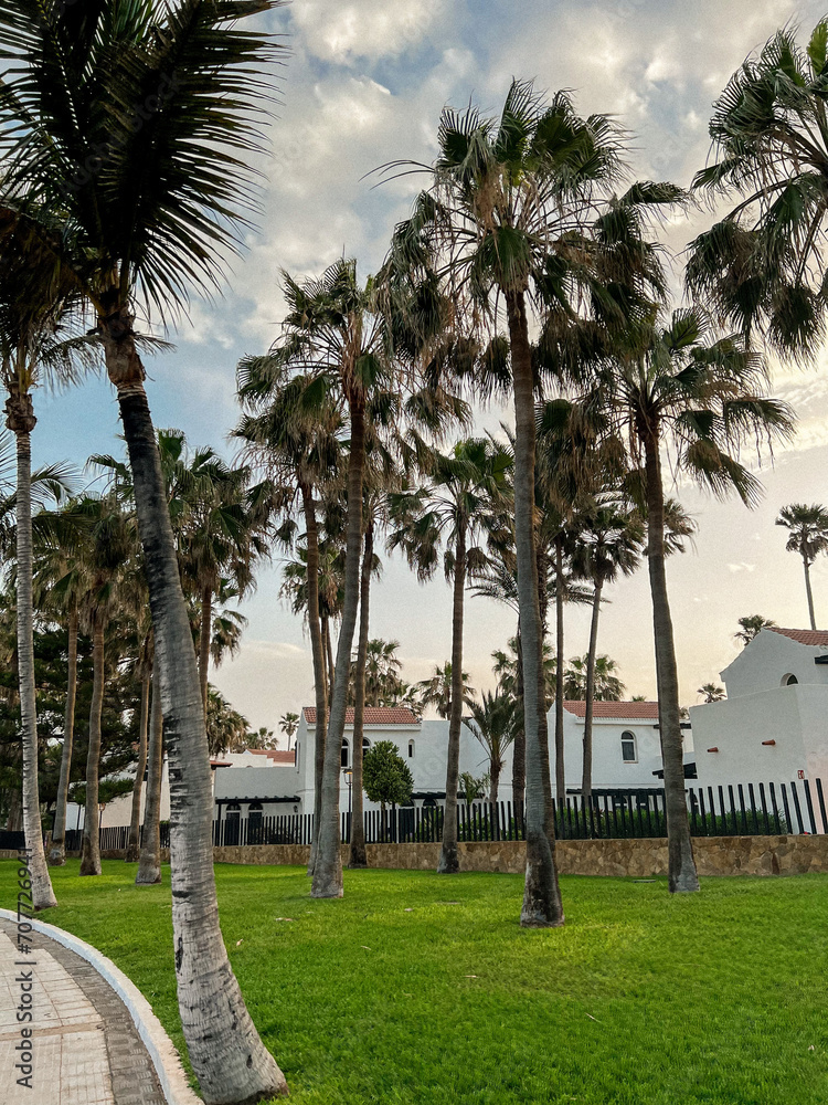 Φωτογραφία Stunning vivid green grass and high palm trees in Fuerteventura's holiday resort