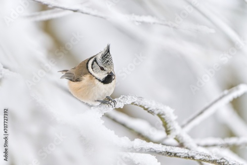 A cute crested tit sits on a twig with icing. Winter scene with a titmouse with crest. Lophophanes cristatus photo