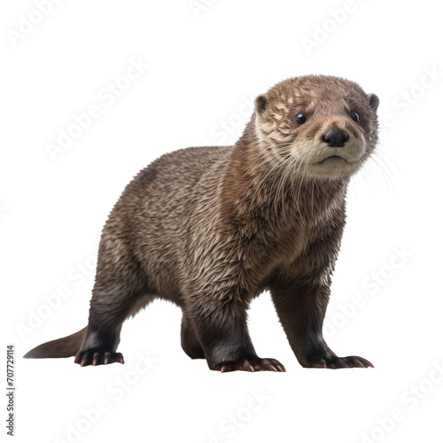 European Otter Lutra lutra isolated on a cutout PNG transparent background