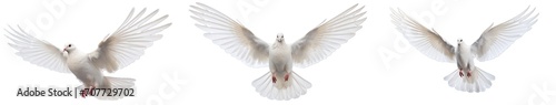 Collection of PNG. Free flying white pigeon isolated on a transparent background.