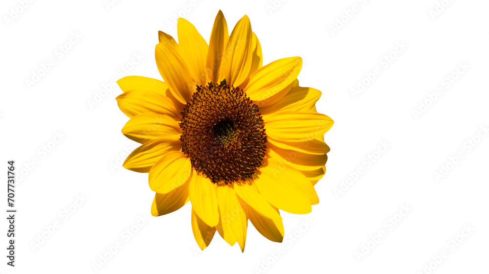 A Bright Yellow Sunflower Without a Stem, Isolated Background, PNG image. A Bright Yellow Sunflower Without a Stem, Isolated Background, PNG image.