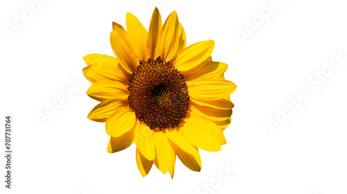 A Bright Yellow Sunflower Without a Stem  Isolated Background  PNG image.