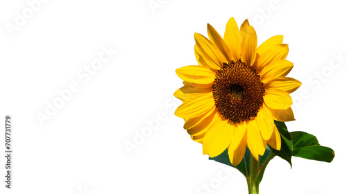 A Bright Yellow Sunflower, Isolated Background, PNG image.