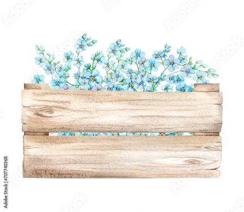 Blue forget me nots in wooden box. Summer flowers Scorpion Grass, Myosotis. Hand draw watercolor illustration for wedding invitations, greeting cards