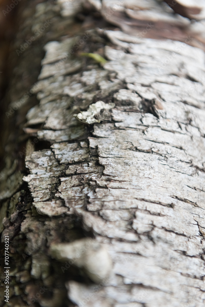 Close-up of the texture of the bark of a birch tree Close-up of the texture of the bark of a birch tree