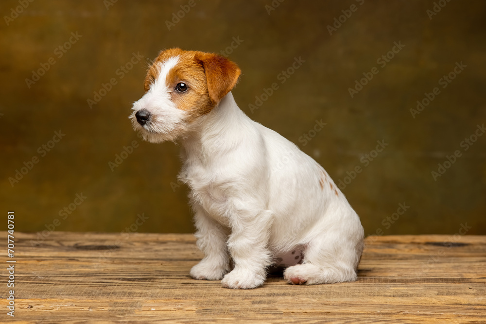 Jack Russell Terrier puppy on a brown background