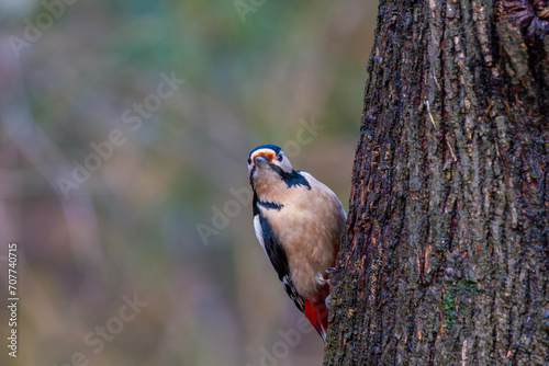 woodpecker looking curiously at tree trunk, Great Spotted Woodpecker,  Dendrocopos major