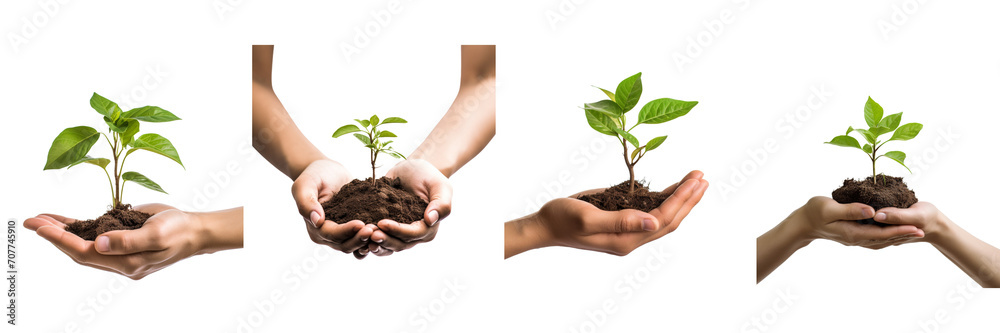 Set of one Hand holding young plant, on a transparent background - obrazy, fototapety, plakaty 