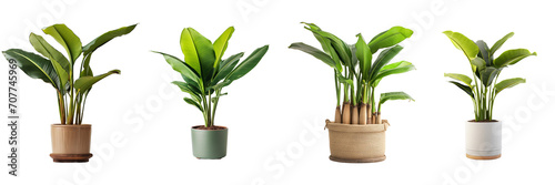 Set of Potted banana plant on a transparent background