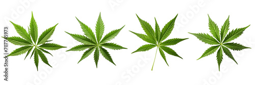 Set of Male hemp or cannabis plant leaves on a transparent background photo